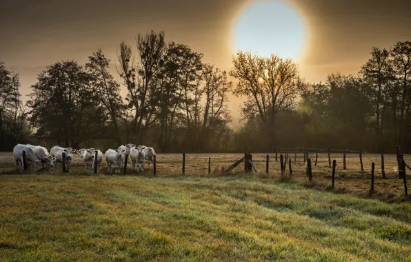 Field, night, nature, cattle