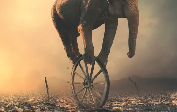Picture elephant, wheel, art