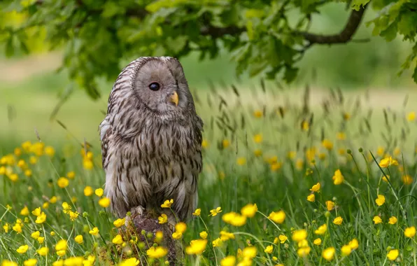 Picture owl, bird, glade