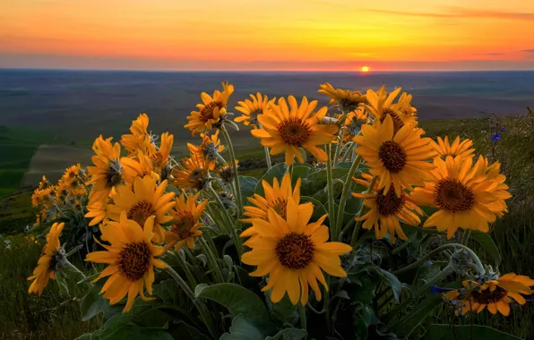 Flowers, spring, the evening, May, Washington, USA, state, Steptoe Butte State Park