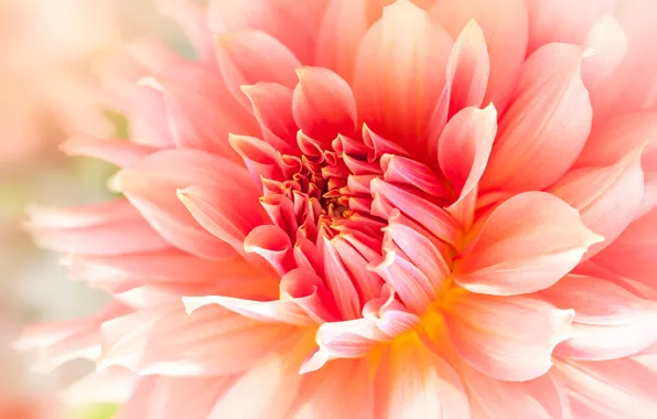 Picture macro, flowers, orange, blur, petals, dahlias