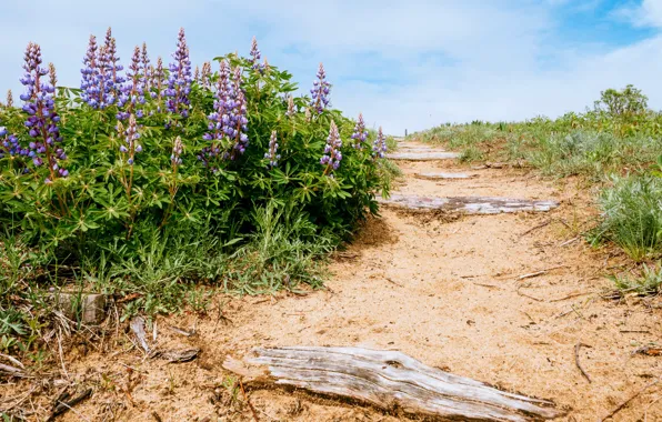 Road, summer, flowers