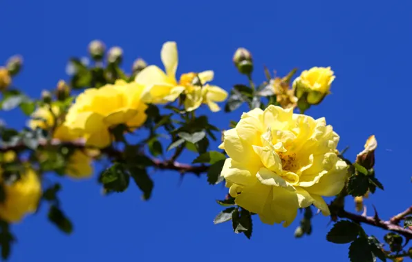 The sky, leaves, flowers, bright, roses, branch, yellow, contrast