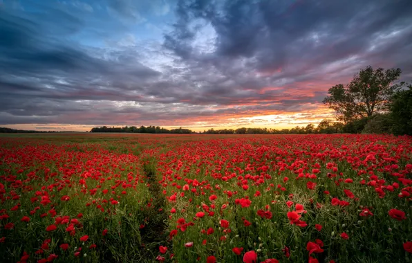 Picture field, sunset, Maki