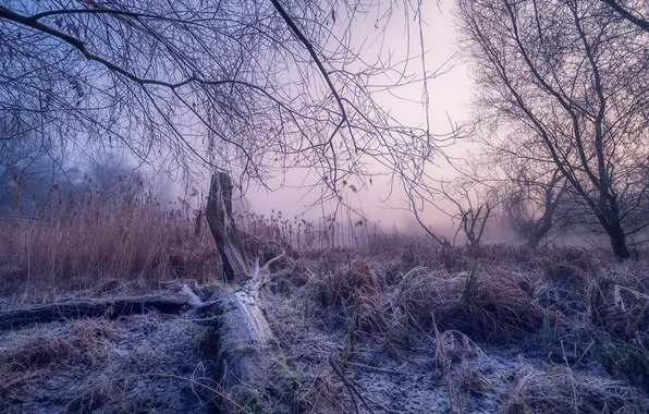 Winter, frost, snow, nature
