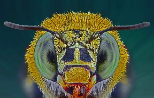 Eyes, insect, blue ribbon bee