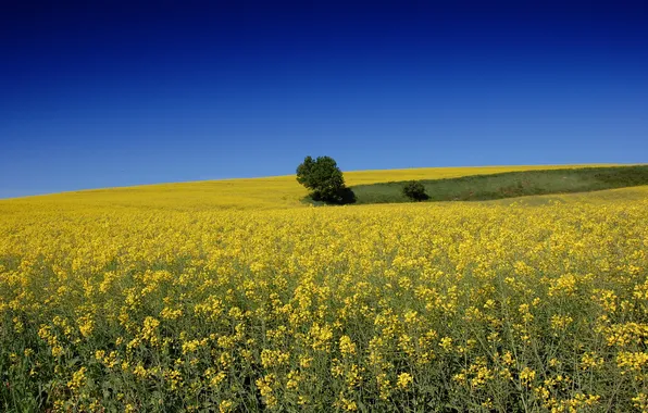 Field, summer, the sky, landscape