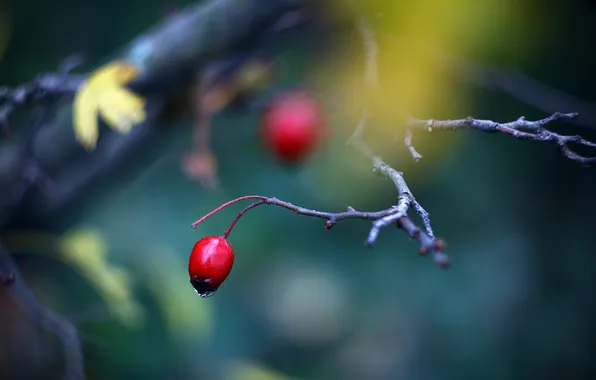 Macro, branches, berries, photo, background, tree, branch, Wallpaper