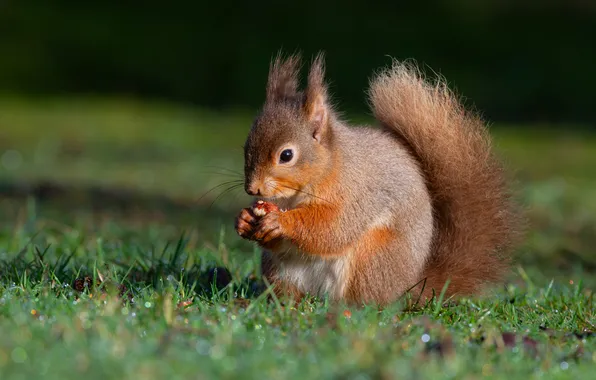 Glade, walnut, protein, meal