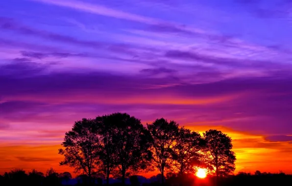 Wallpaper sunset, sun, nature, trees, evening