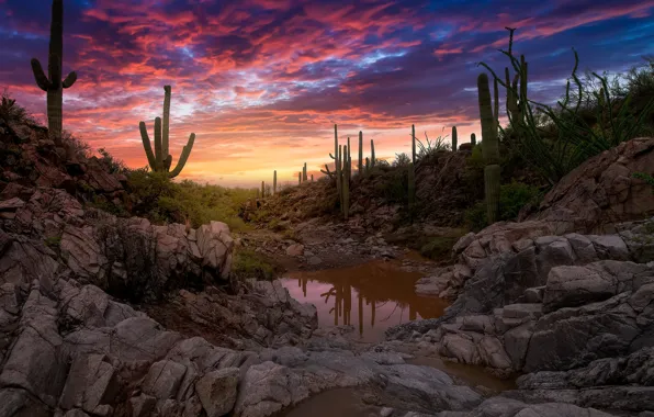 The sky, water, clouds, sunset, stones, cacti