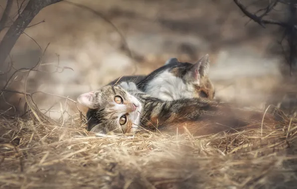 Picture cat, hay, kitty, bokeh