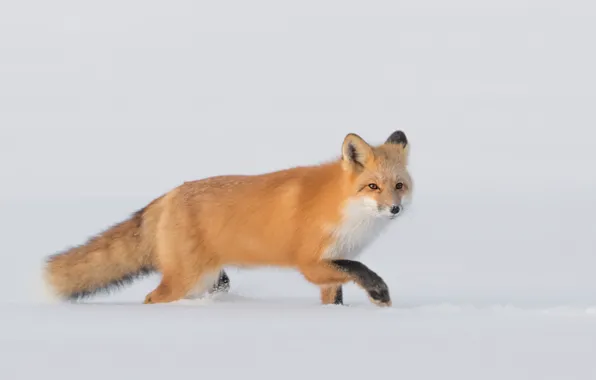 Winter, look, snow, nature, pose, Fox, the snow, red