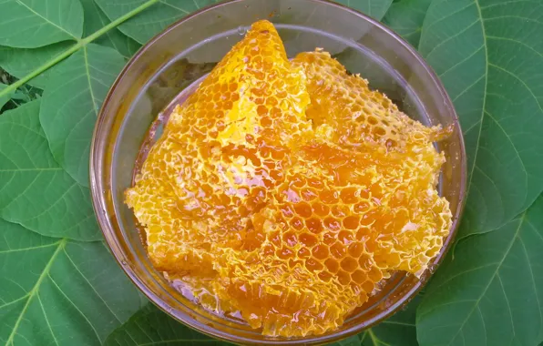 Picture summer, leaves, cell, honey, yummy, vitamins, fresh, wax