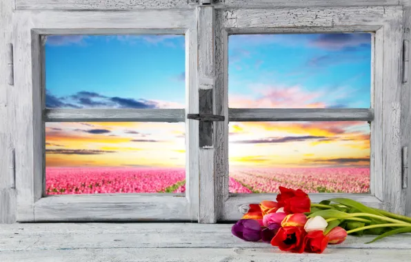 Field, the sky, flowers, dawn, view, horizon, window, tulips