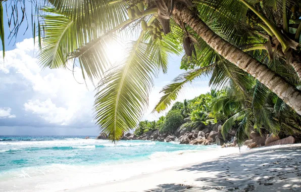 Sand, sea, wave, beach, summer, the sky, palm trees, shore