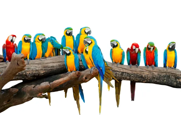 Picture birds, white background, parrots, colorful