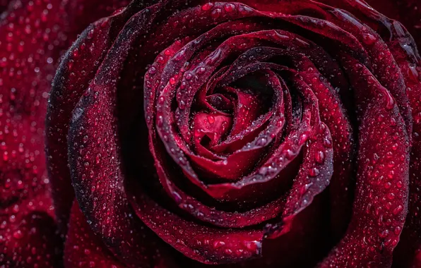 Flower, drops, macro, rose, petals, Bud, red, raspberry