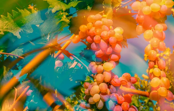 Leaves, color, light, orange, yellow, berries, pink, blue