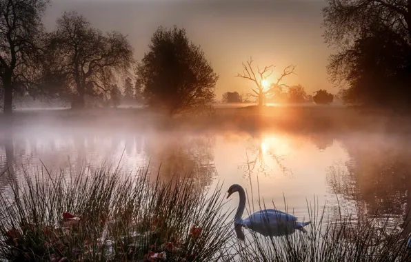 Picture sunset, fog, lake, swans