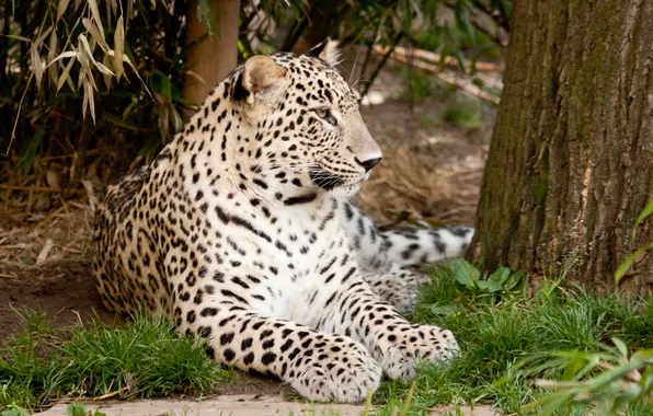Cat, grass, leopard, Persian