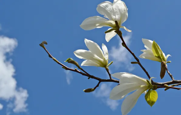 Picture the sky, clouds, flowers, branch, Magnolia