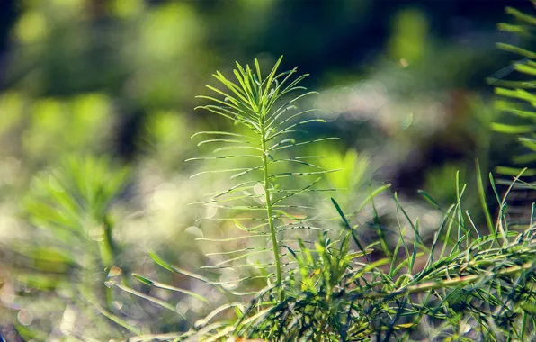 Greens, the sun, plant, horsetail