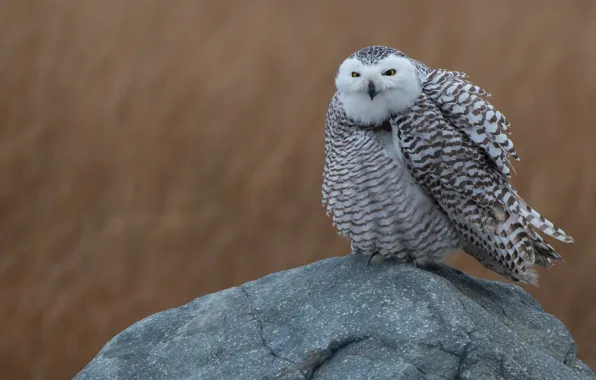 Picture field, white, nature, stones, background, animal, owl, bird