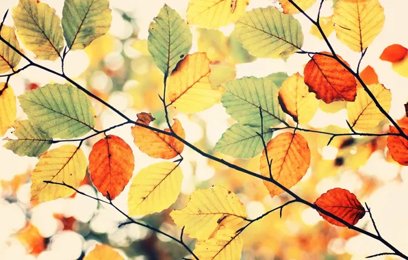 Colors, sky, leaves, autumn, Colorful autumn