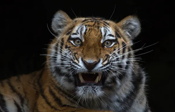 Picture look, tiger, background