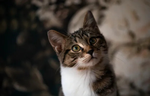 Cat, cat, look, pose, face