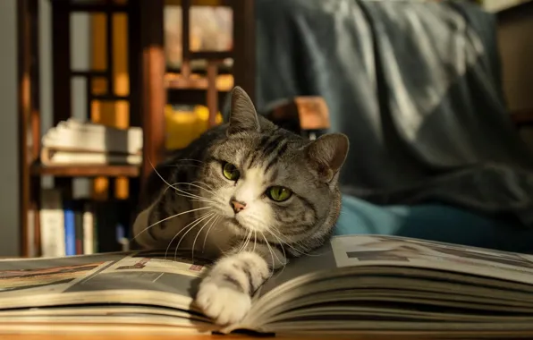 Cat, cat, look, light, pose, fabric, book, face