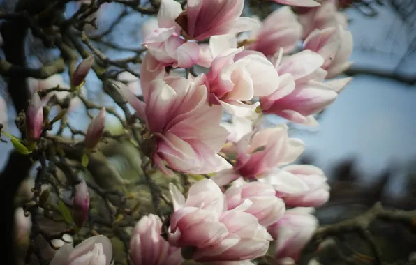 Flowers, branches, spring, pink, buds, flowering, Magnolia