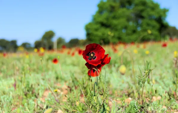 Field, summer, trees, flowers, red, glade, Mac, Maki