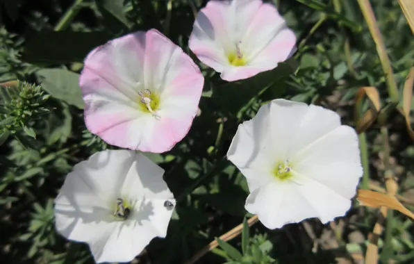 Macro, bindweed, Mamala ©, summer 2018