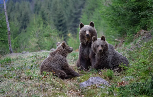 Forest, grass, nature, bears, three, bears, trio, bear
