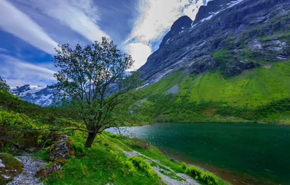 Picture the sky, grass, clouds, mountains, lake, tree