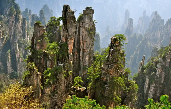 Forest, trees, landscape, mountains, nature, fog, rocks, plants