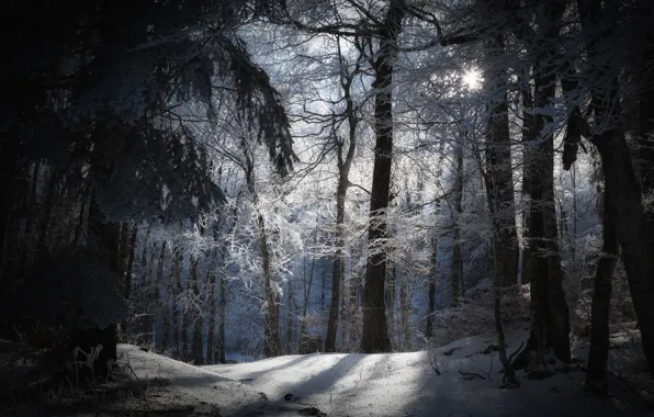 Picture winter, forest, the sun, snow, nature