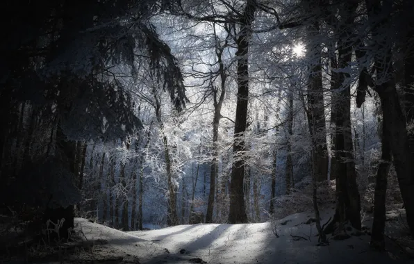 Winter, forest, the sun, snow, nature
