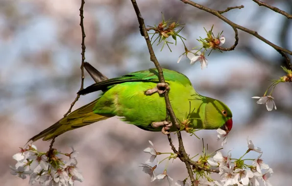 Light, flowers, branches, cherry, green, bird, spring, Sakura