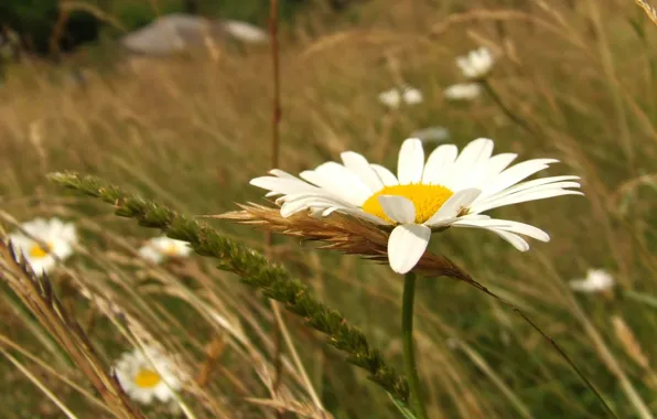 Grass, chamomile, ears
