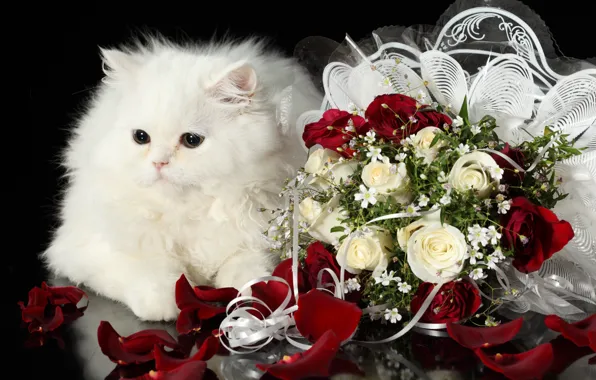 White, cat, roses, bouquet, fluffy