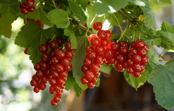 Picture leaves, red, berries, sprig, garden, currants