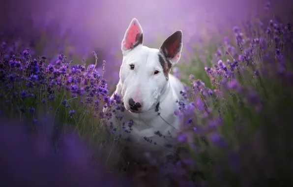 Flowers, nature, dog