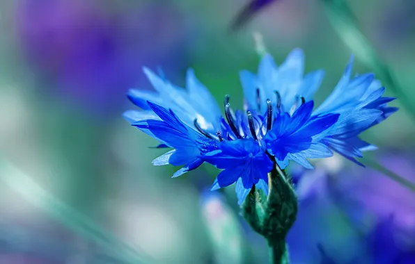 Flower, macro, blue, cornflower, bokeh