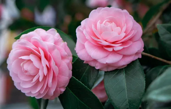 Leaves, flowers, pink, Duo, Camellia