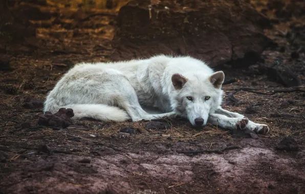 Forest, white, look, stones, glade, wolf, lies, polar