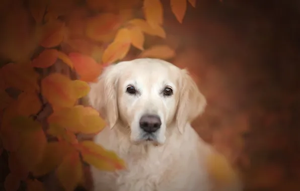 Autumn, look, face, leaves, dog, bokeh, Golden Retriever, Golden Retriever