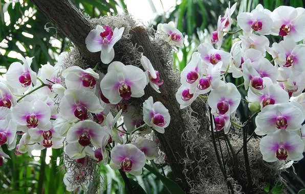 Picture orchids, exotic, inflorescence